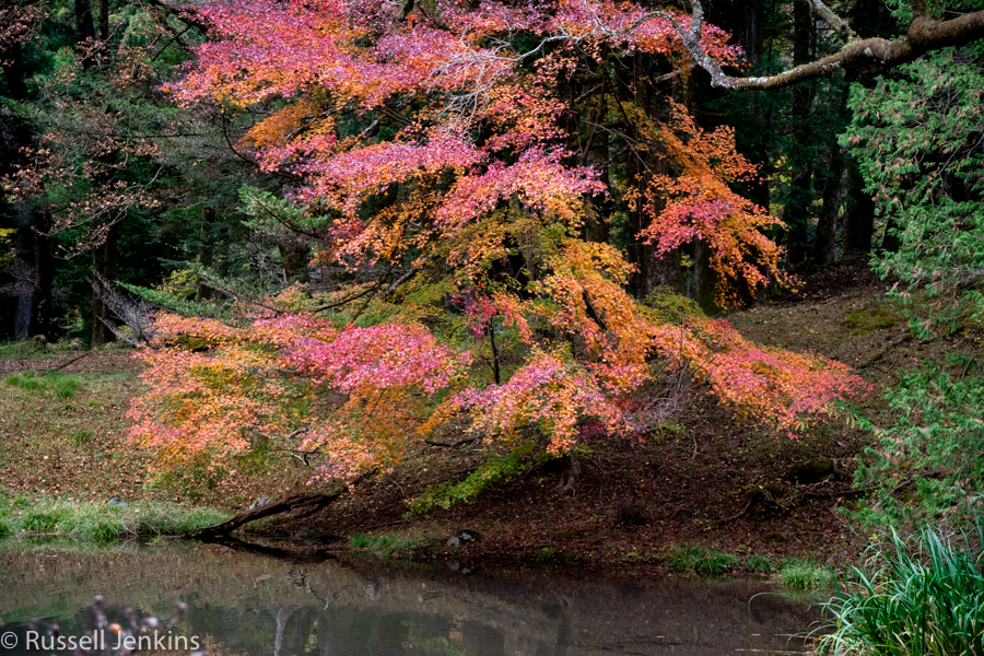 _RUS9902-1Nikko_.jpg