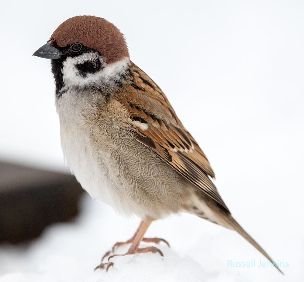 _RJE4744-Edit copy.jpg