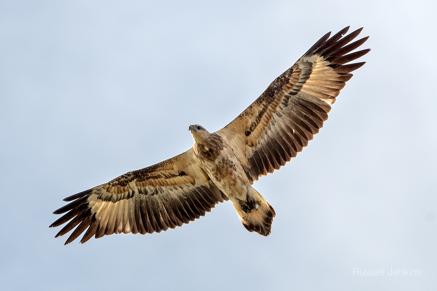 White-bellied Sea-eagle