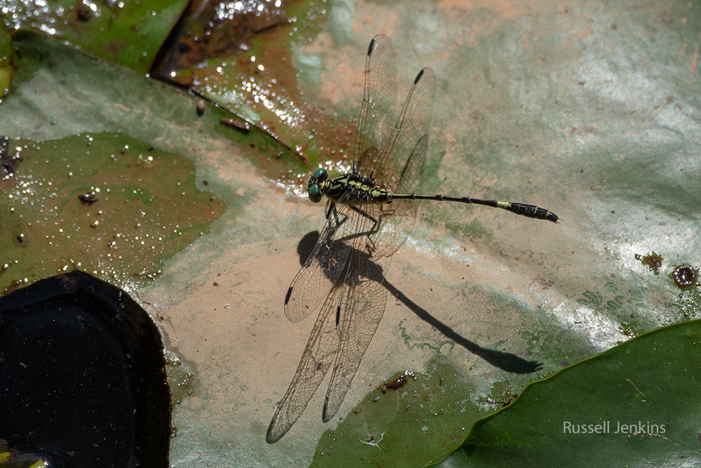 Pale Hunter_RJE9679-copy.jpg