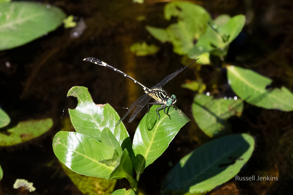 Pale Hunter_RJE9618-copy.jpg