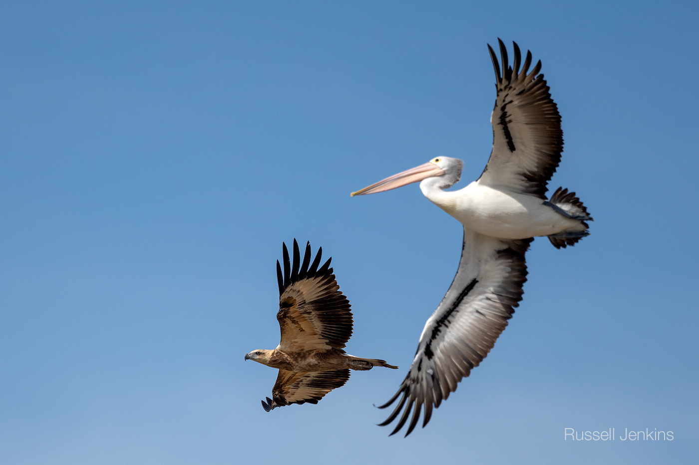 White-bellied Sea-eagle and Australian Pelican