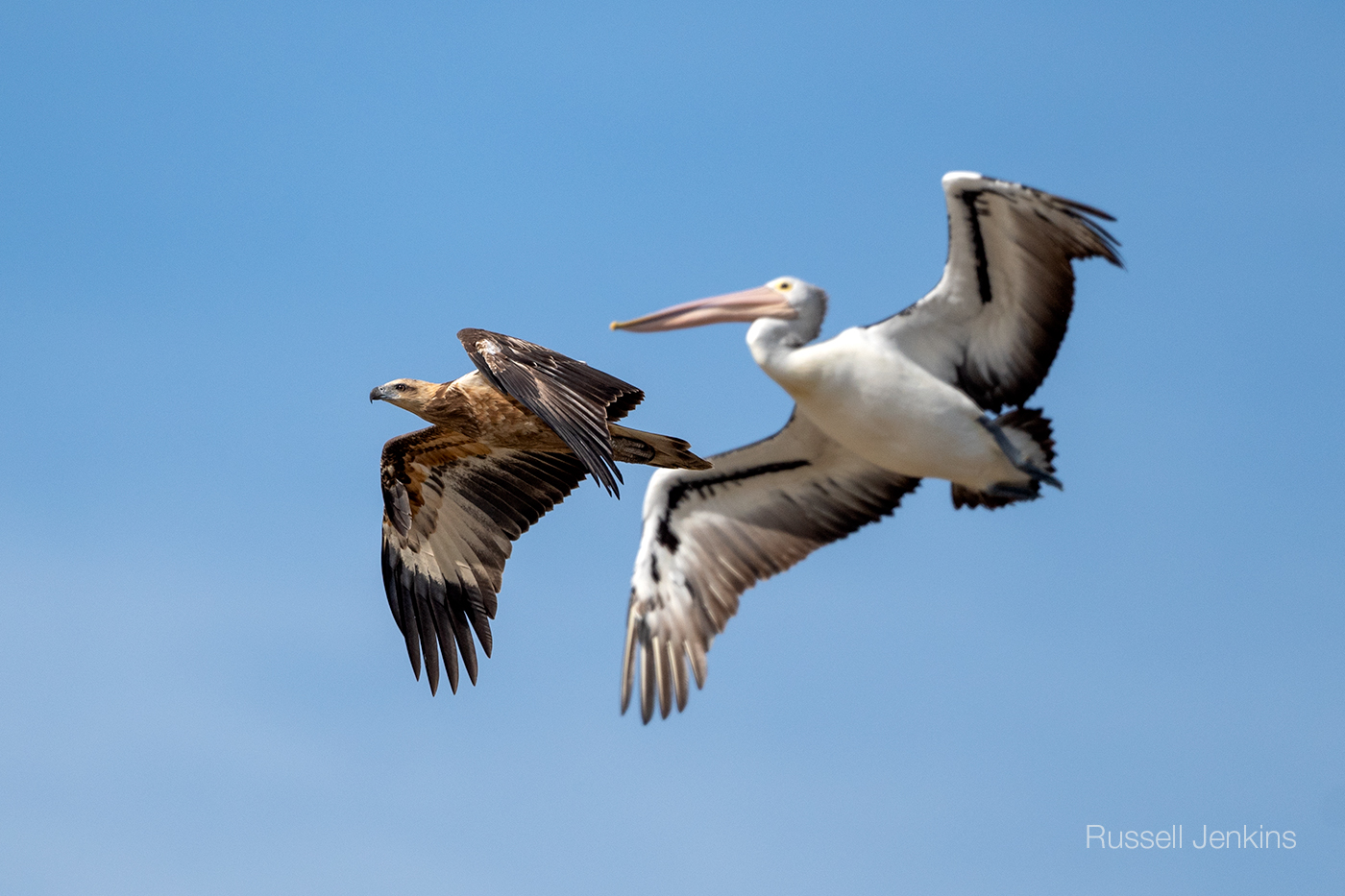 Young White-bellied Sea-eagle and Australian Pelican