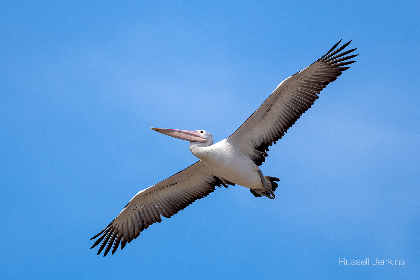Australian Pelican