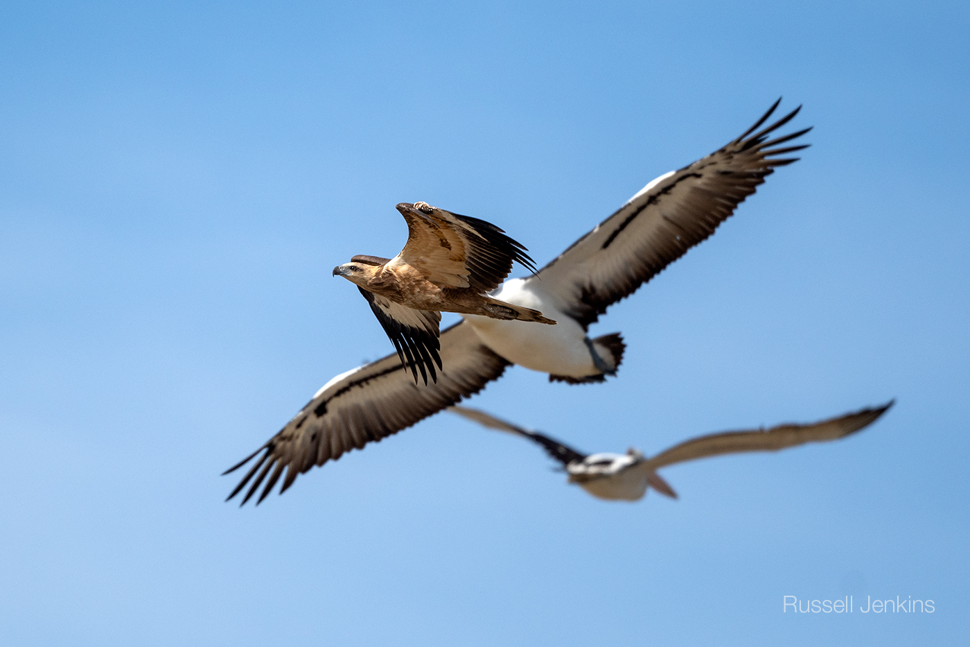 A Sea-eagle and two pelicans