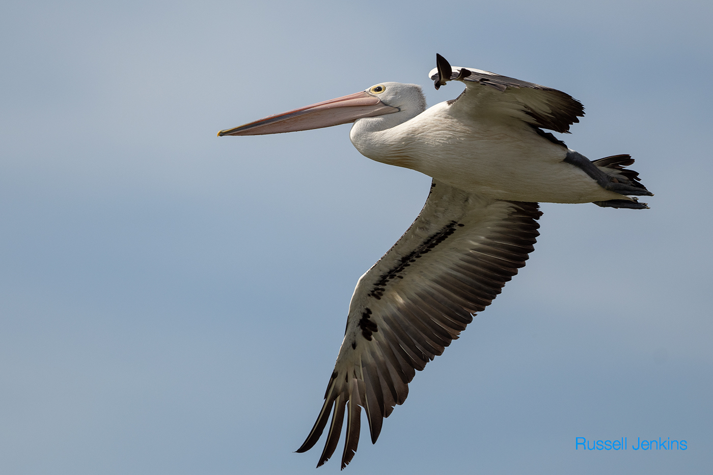 Australian Pelican