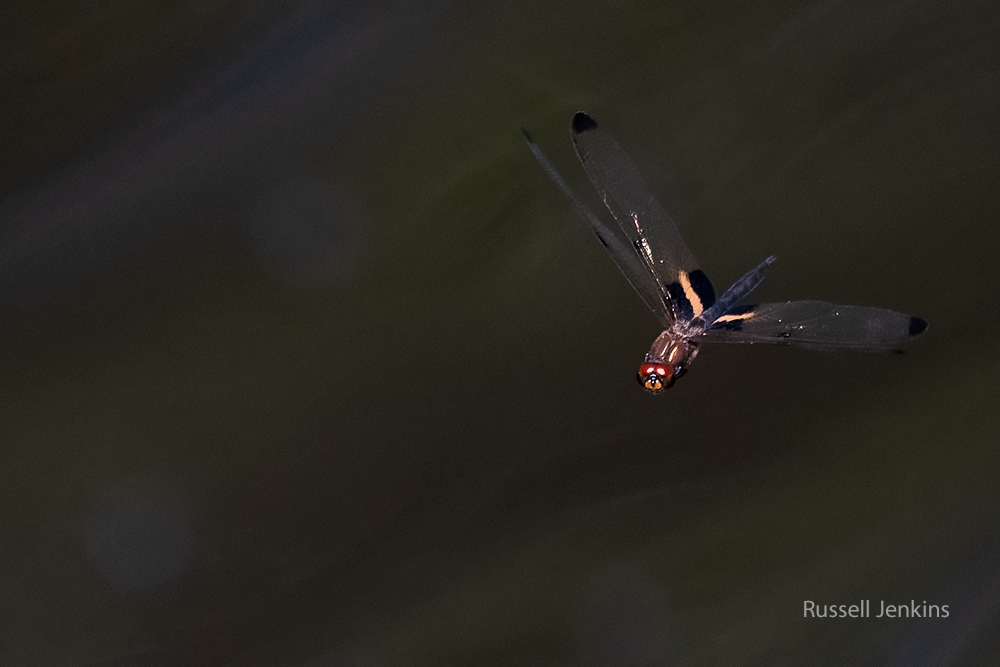 Yellow-striped Flutterer_RJE9609-copy.jpg