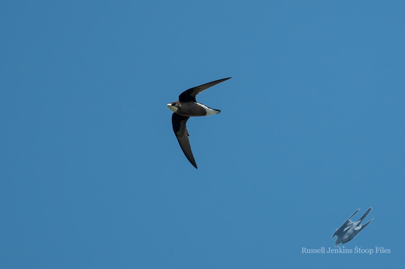 White-throated Needletail