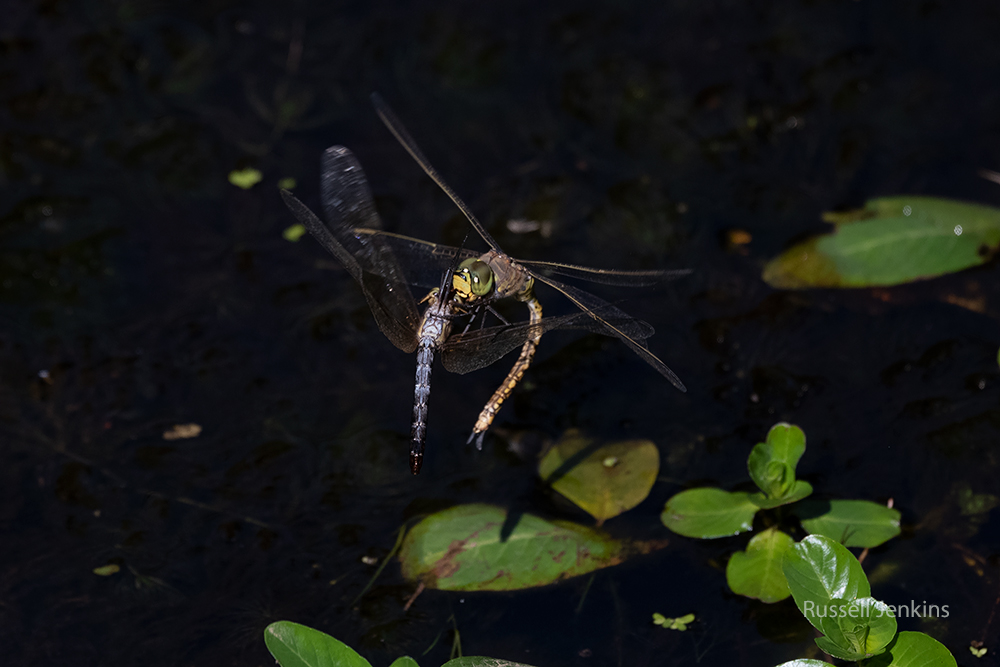 Water Prince and Australian Emperor_RJE9647-copy.jpg