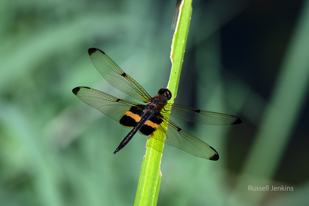 Yellow-striped Flutterer Rhyothemis phyllis_RJE9800-copy.jpg