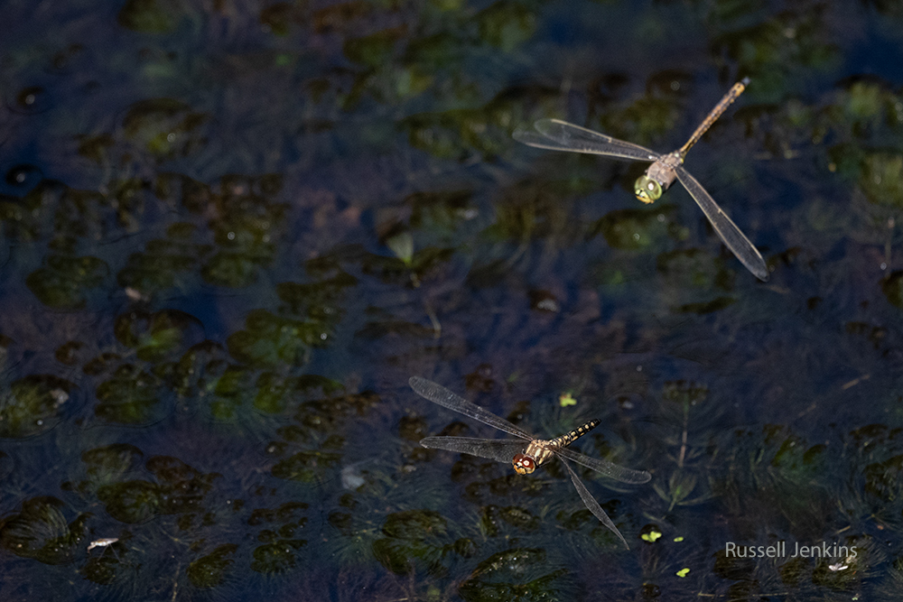 Water Prince and Australian Emperor_RJE9629-copy.jpg