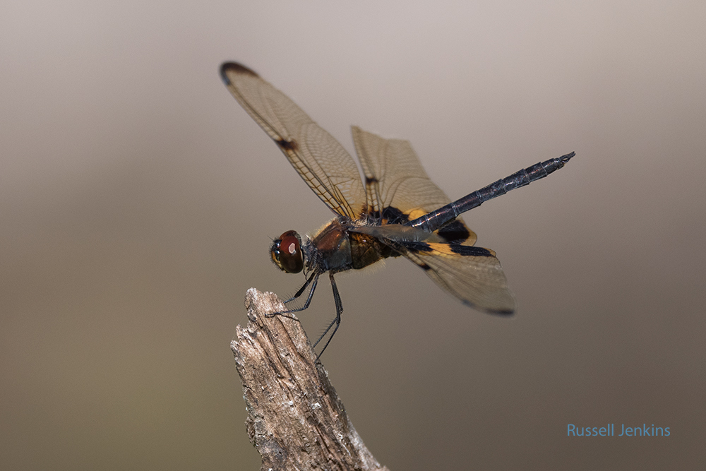 Yellow-striped Flutterer_RJE0186-copy.jpg