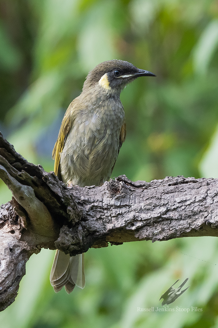 Lewin’s Honeyeater