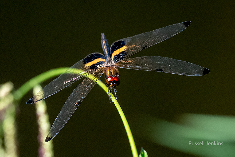 Yellow-striped Flutterer_RJE9453-copy.jpg