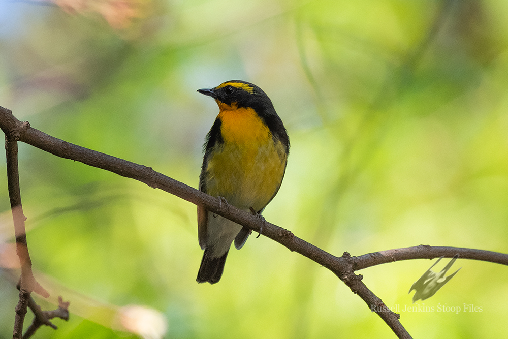 Narcissus Flycatcher (male)