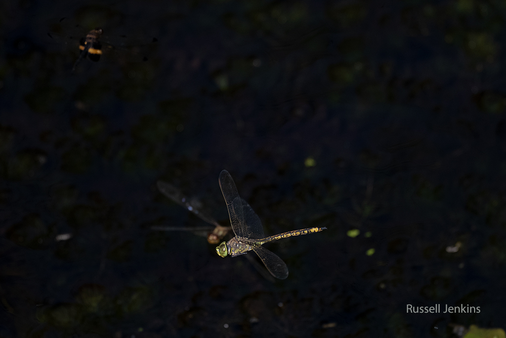 Water Prince and Australian Emperor_RJE9631-copy.jpg