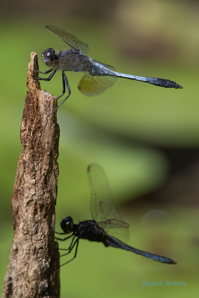 Blue Skimmer above and lower species is Black-headed Skimmer