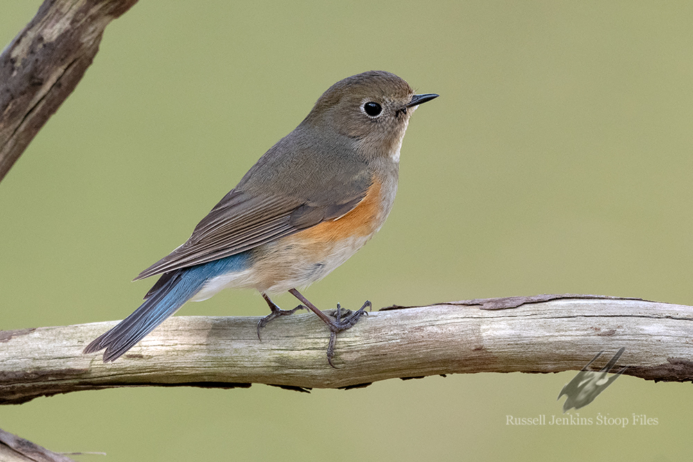 Red-flanked Bluetail (female)