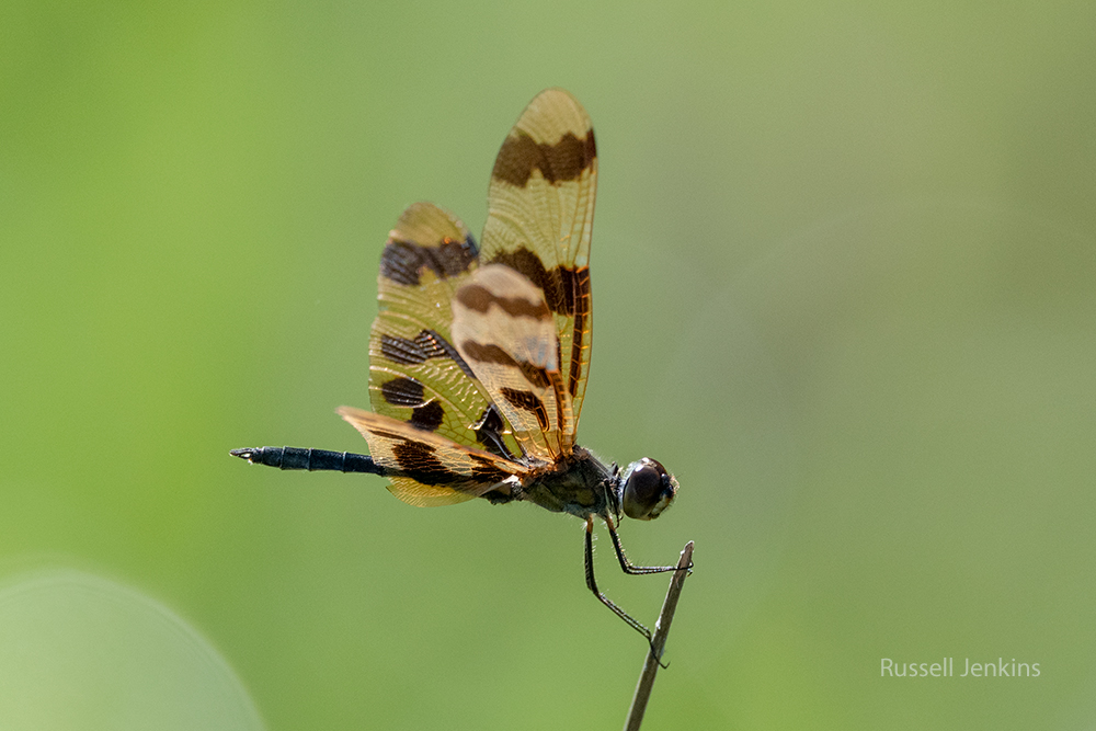 Graphic Flutterer_RJE9323-copy.jpg