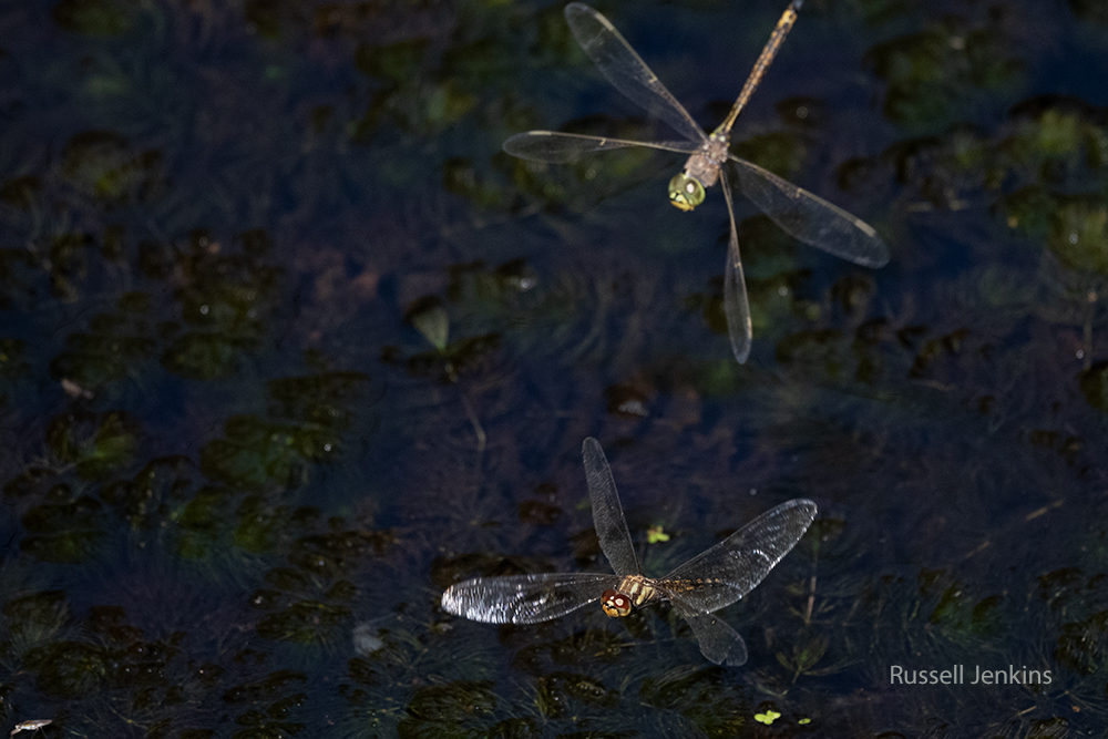 Water Prince and Australian Emperor_RJE9628-copy.jpg