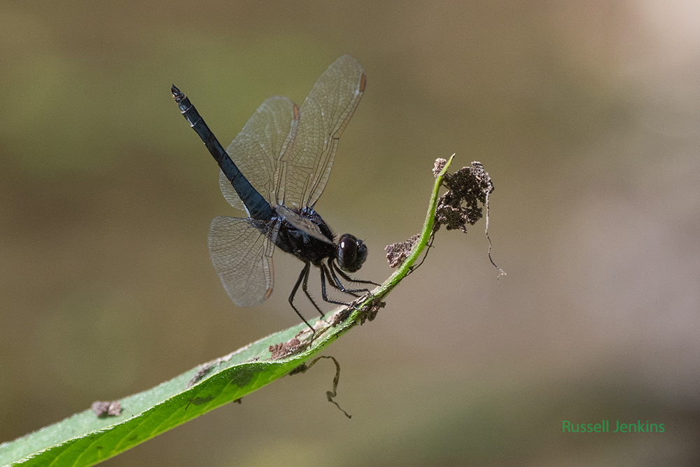 Black-headed Skimmer