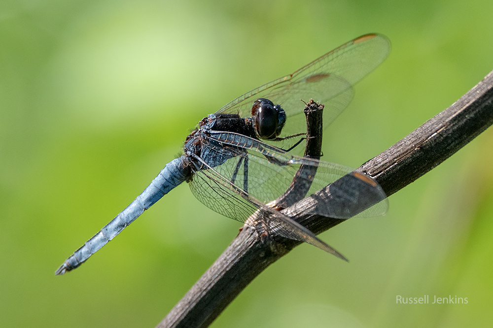 Black-headed Skimmer_RJE9344-copy.jpg