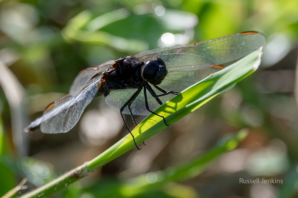 Black-headed Skimmer_RJE9291-copy.jpg