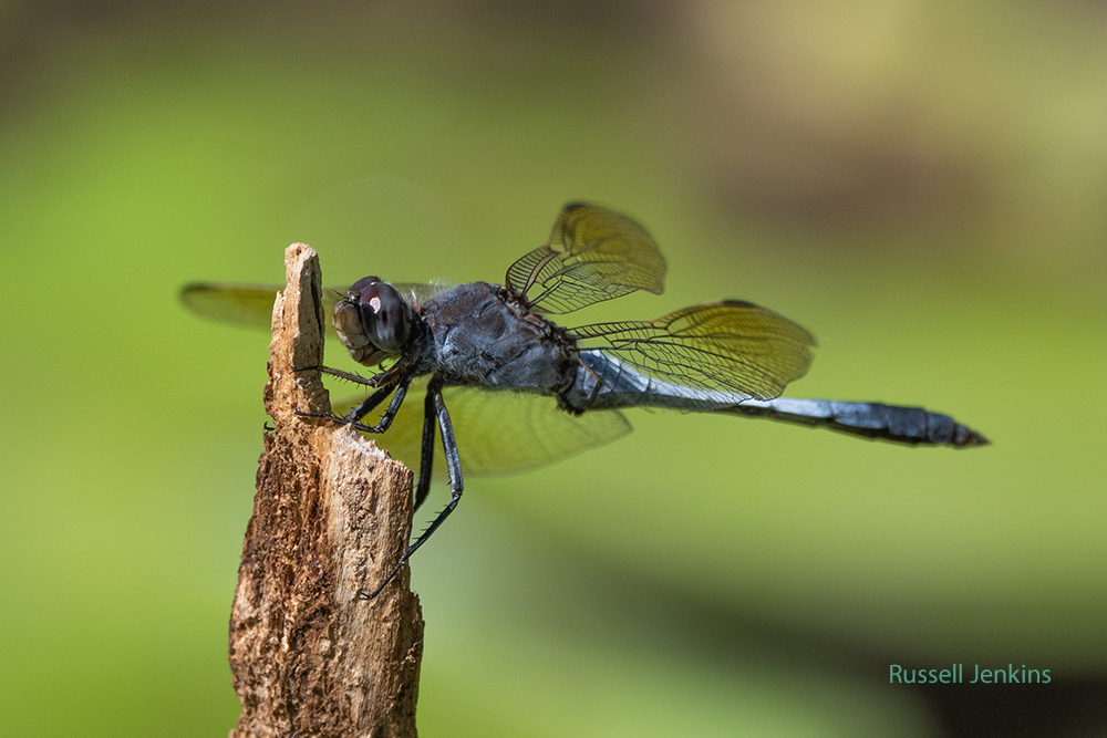Blue Skimmer