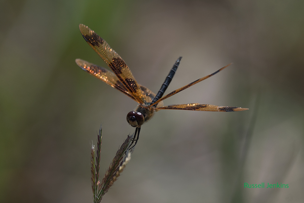 Graphic Flutterer_RJE0136-copy-2.jpg