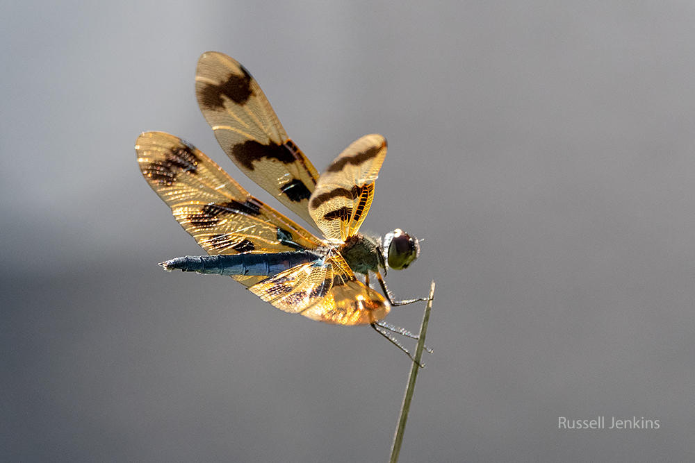 Graphic Flutterer_RJE9314-copy.jpg