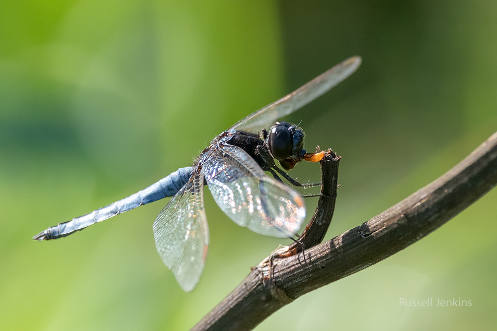 Black-headed Skimmer_RJE9350-copy.jpg