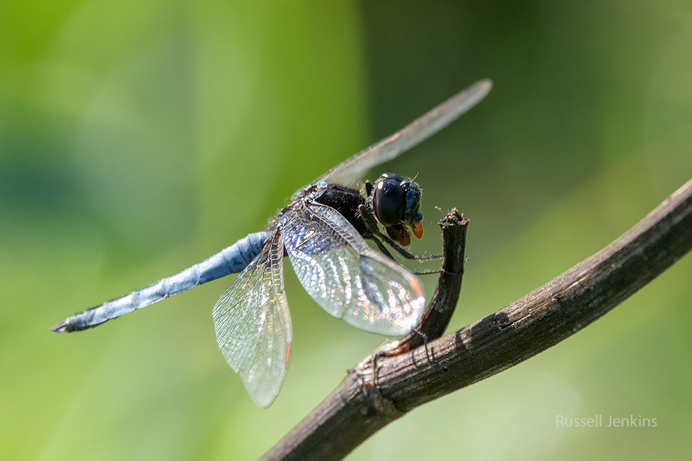 Black-headed  Skimmer_RJE9353-copy.jpg