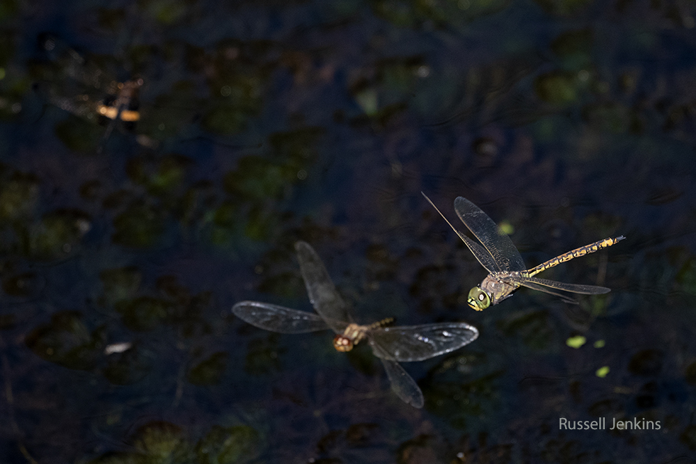 Water Prince and Australian Emperor_RJE9630-copy.jpg