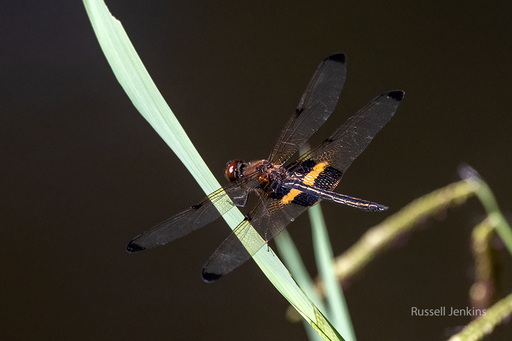 Yellow-striped Flutterer_RJE9428-copy.jpg