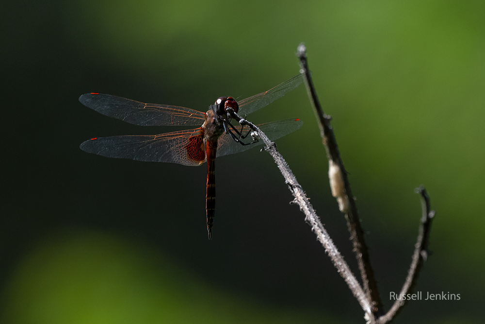 Common Glider_RJE9717-copy.jpg