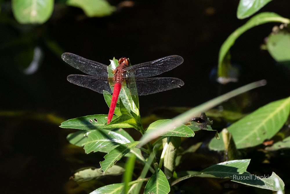 Fiery Skimmer_RJE9466-copy.jpg