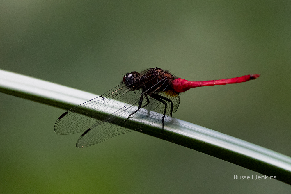 Rosy Skimmer_RJE0045-copy.jpg