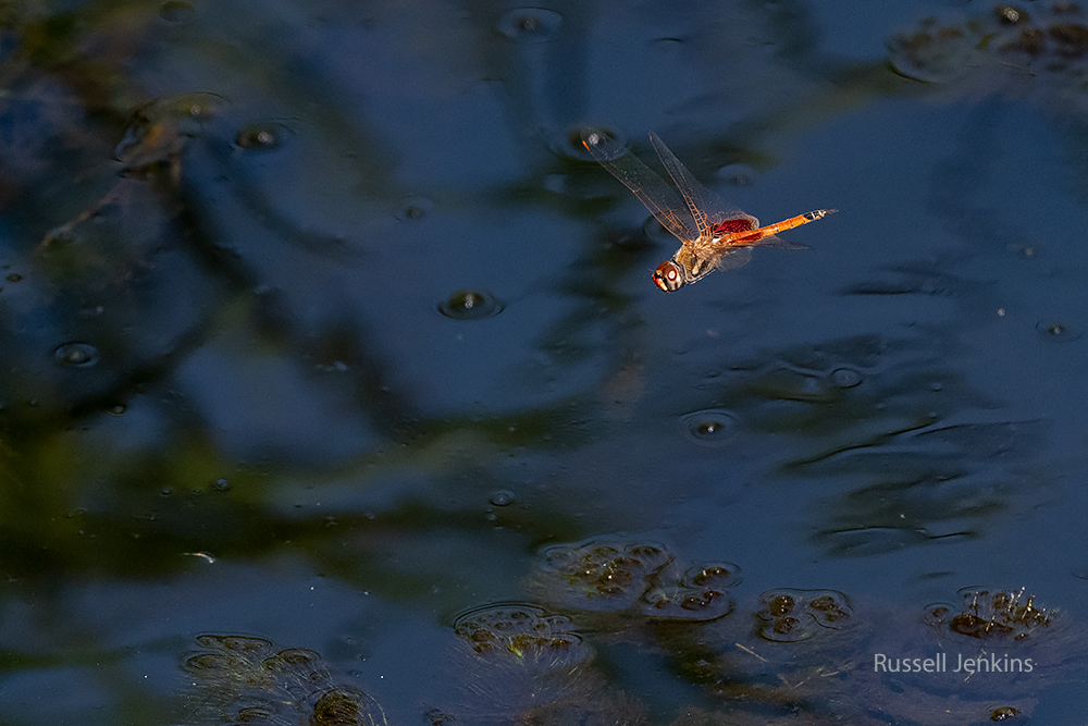 Common Glider_RJE9486-copy.jpg