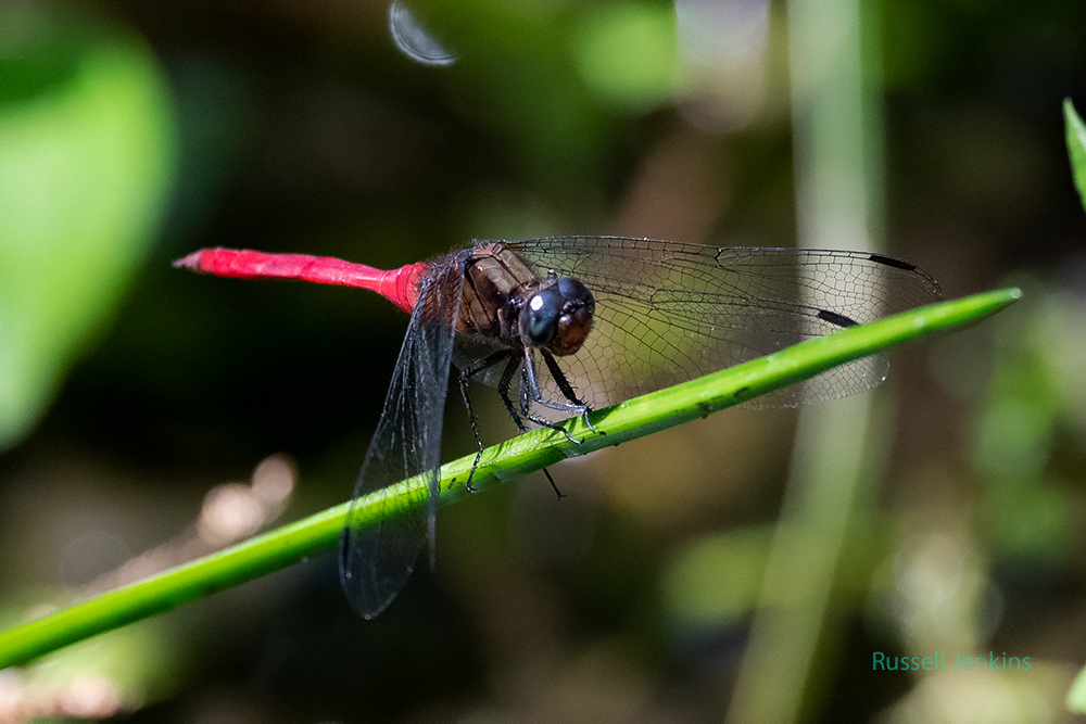 Fiery Skimmer_RJE0119-copy.jpg