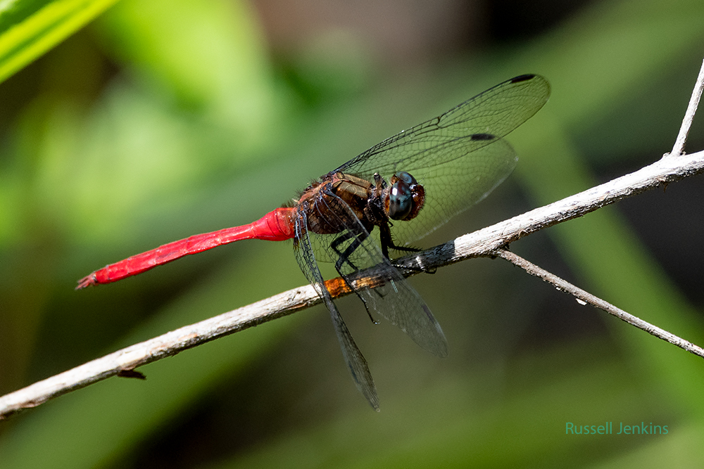 Fiery Skimmer_RJE0122-copy.jpg