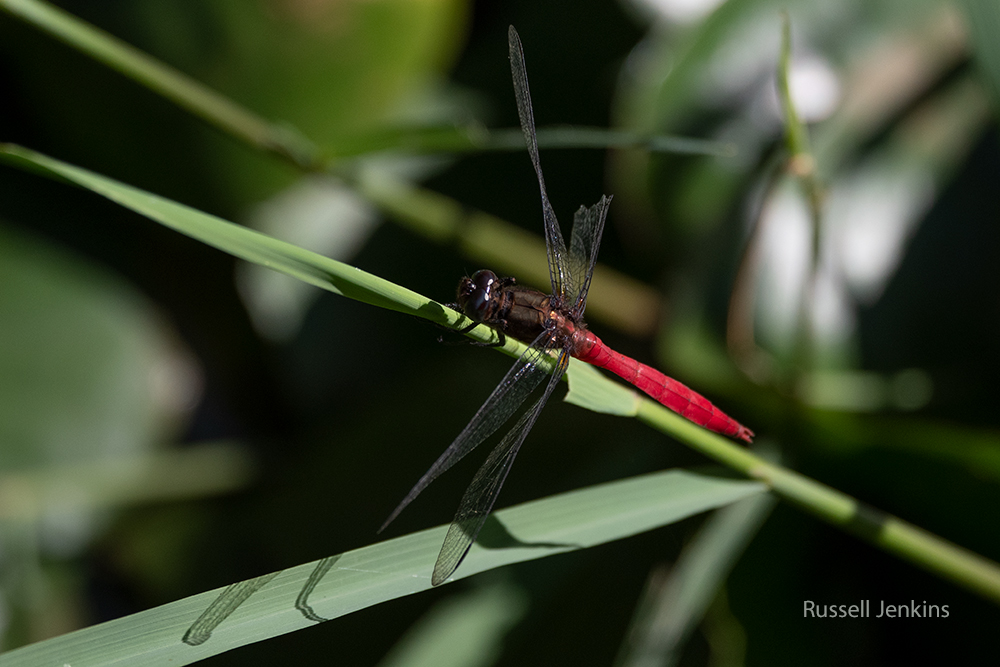 Rosy Skimmer_RJE9478-copy.jpg