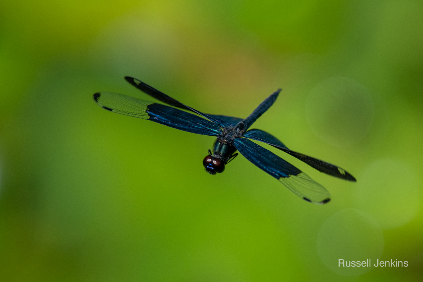 Rhyothemis fuliginosa, Chou Tombo, Butterfly Dragonfly