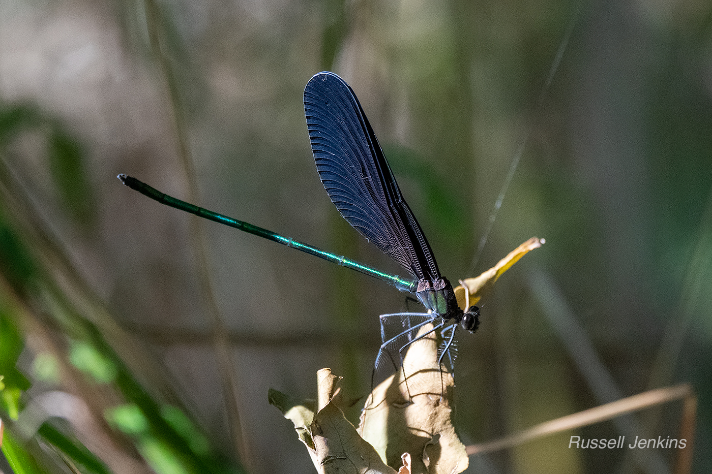 Atrocalopteryx arata, Haguro Tombo (Black-winged Dragonfly) Actually a large damselfly.