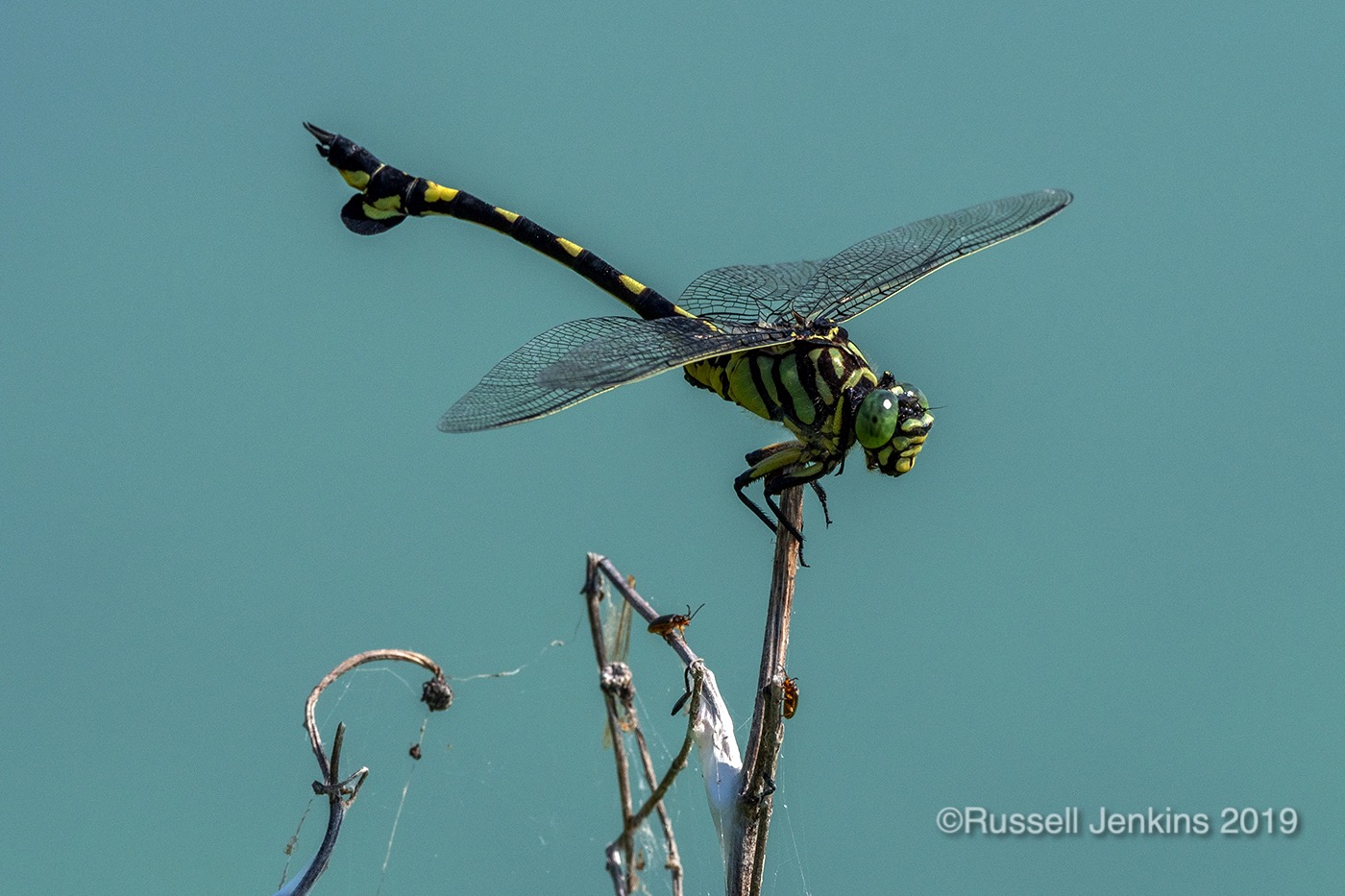 Sinictinogomphus clavatus_RJE0716copyright.jpg
