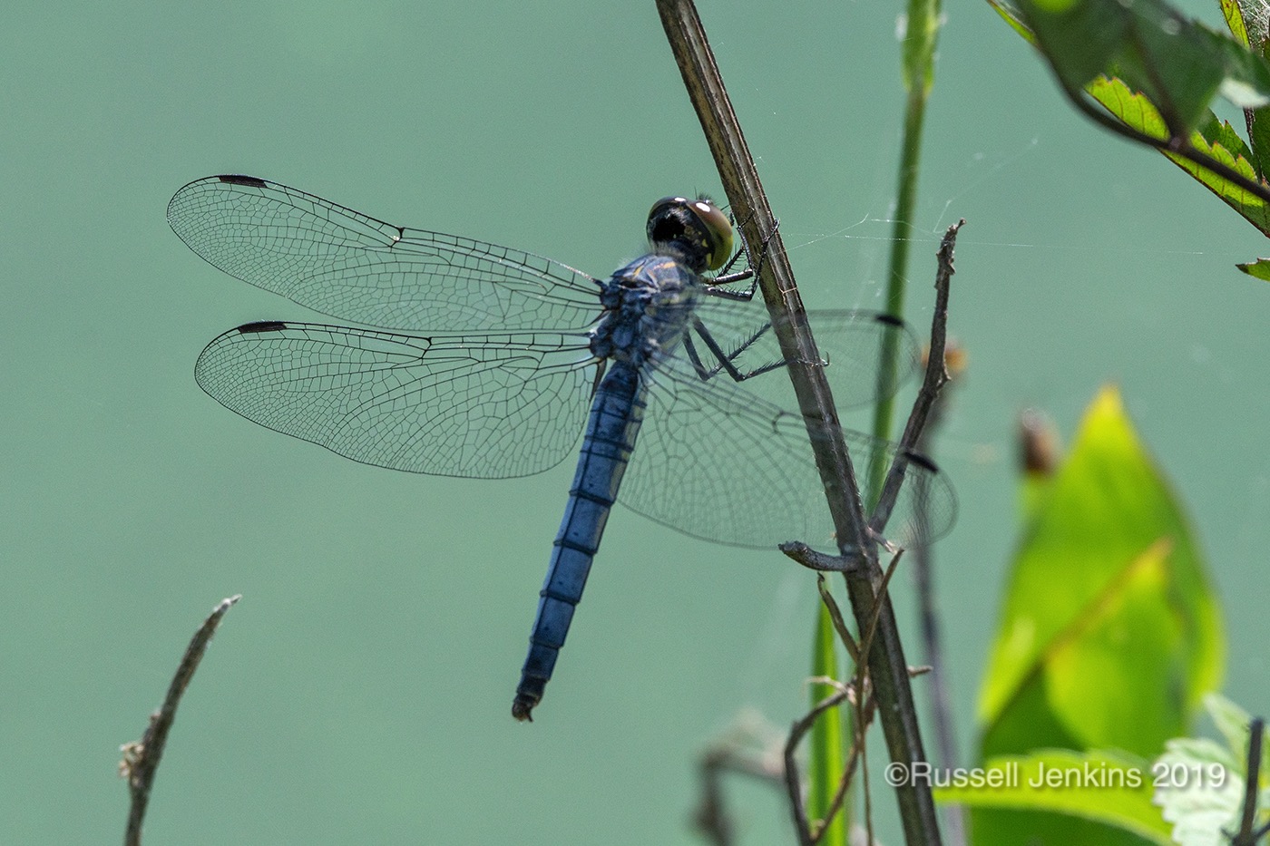 Orthetrum japonicum_RJE0726copyright.jpg