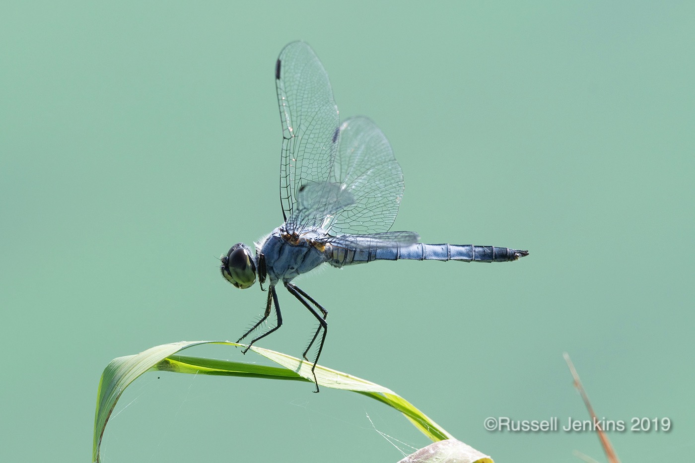 Orthetrum japonicum_RJE0662copyright.jpg