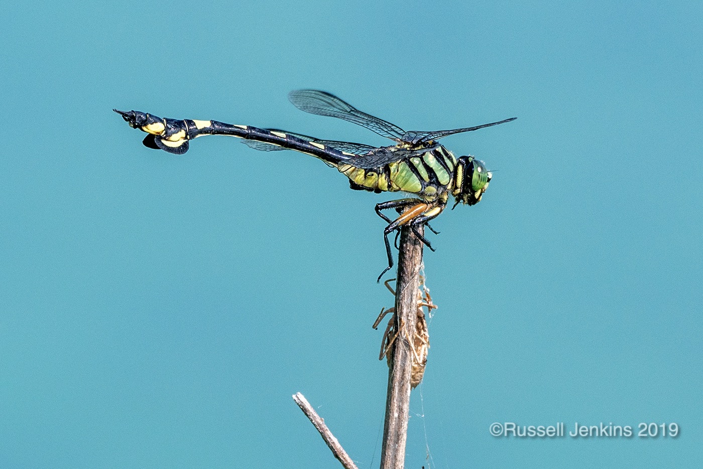 Sinictinogomphus clavatus_RJE0588copyright.jpg