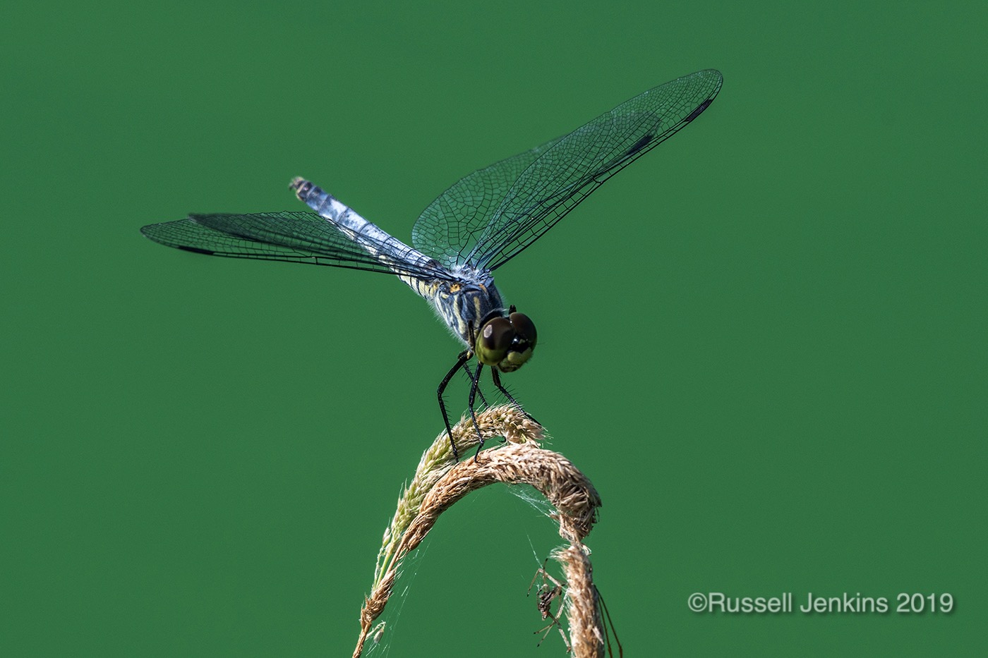 Orthetrum japonicum_RJE0681copyright.jpg