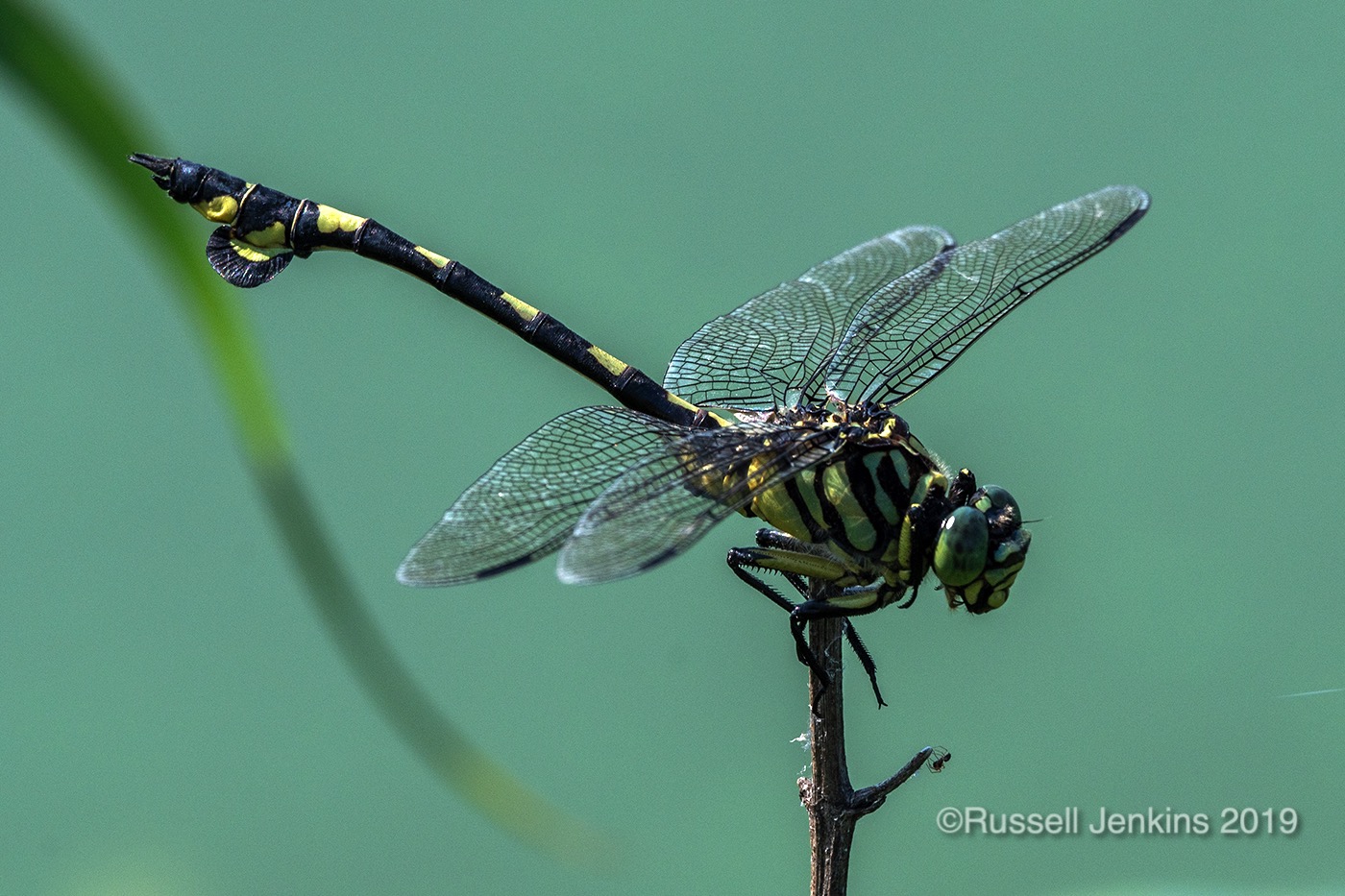 Sinictinogomphus clavatus_RJE0895copyright.jpg