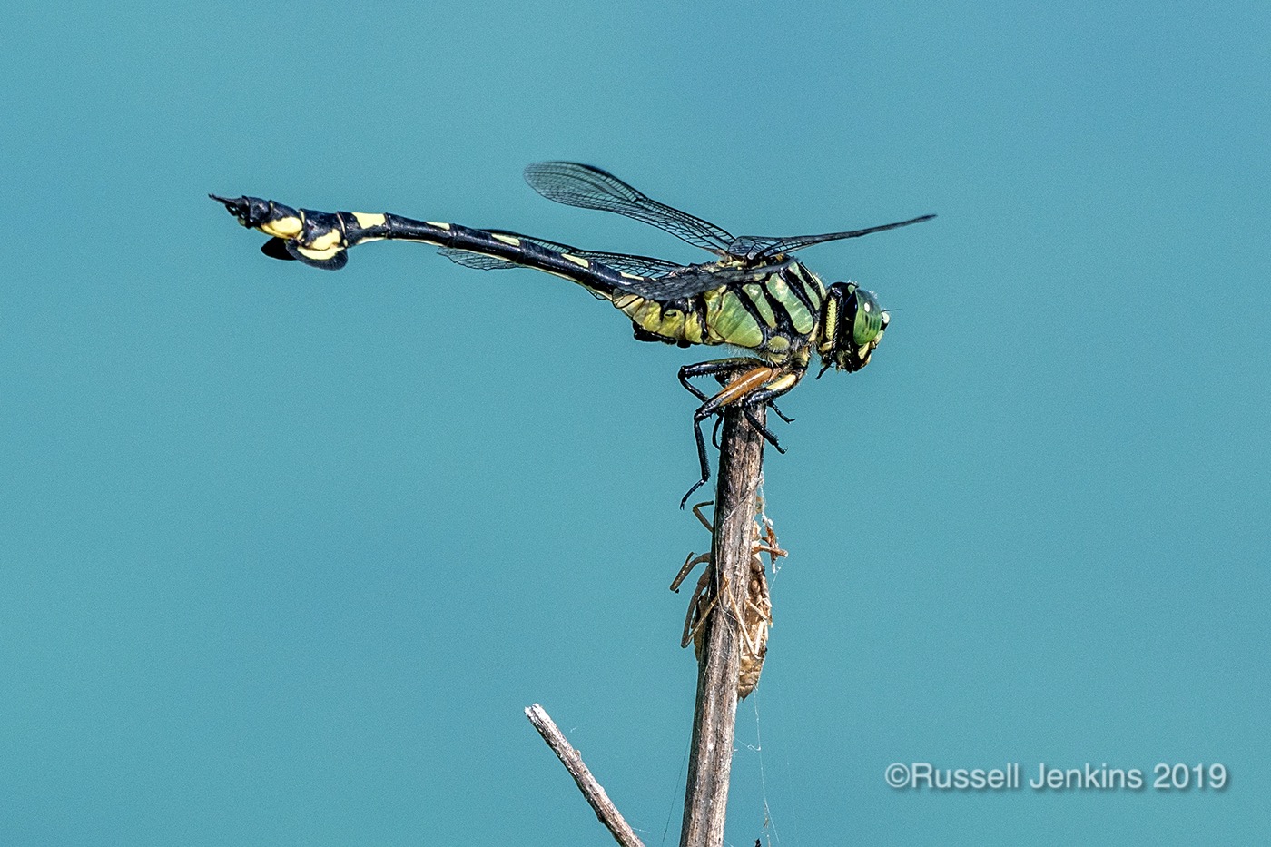 Sinictinogomphus clavatus_RJE0590copyright.jpg